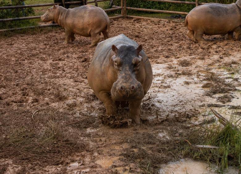 Un censo de 2022 encontró 169 hipopótamos organizados en siete núcleos poblacionales que abarcaban 43.342 kilómetros cuadrados. Hoy se calculan entre 280 y 300 ejemplares. Foto: Cortesía