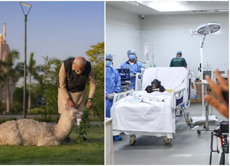 En Vantara asisten médicamente y cuidan a los animales. FOTO: Vantara