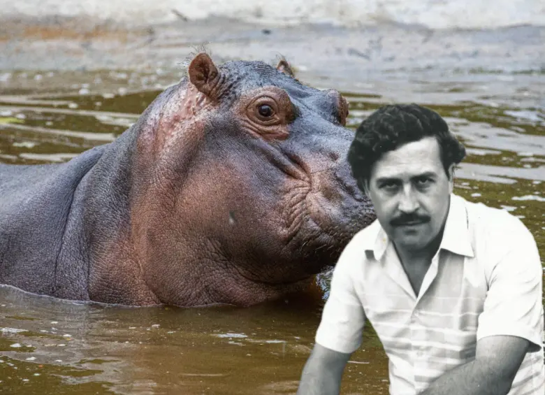 En la década de los 80, Pablo Escobar trajo 3 hipopótamos machos y una hembra. Fotos: Esneyder Gutiérrez Cardona y archivo EL COLOMBIANO