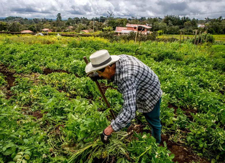 Gremios agropecuarios advierten riesgos en la reforma de la Jurisdicción Agraria propuesta por el Gobierno. FOTO: Juan Antonio Sánchez