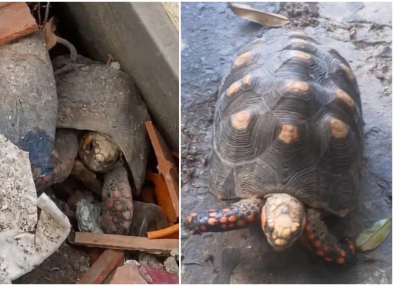 Una tortuga identificada como Pascualina sobrevivió más de un mes bajo los escombros de un edificio destruido por los recientes terremotos en Venezuela. FOTO: Tomada captura de video de redes sociales @alanrodriguez5333