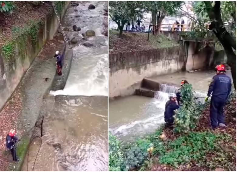 Ante la imposibilidad de atrapar al animal en la tarde de este miércoles, se implementará una estrategia para cebar al animal y lograr su rescate lo más pronto posible. FOTOS: Captura de video