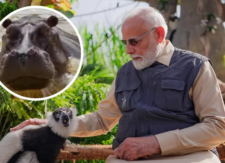 Anant Ambani, heredero de uno de los mayores imperios económicos de la India, ha puesto sobre la mesa una propuesta formal para trasladar a estos animales a Vantara. FOTO: Vantara y Juan Antonio Sánchez