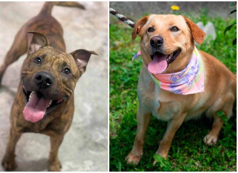 Gran jornada de adopción de perros y gatos en Viva Envigado, ¡no se la pierda! 