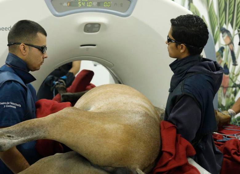 Valentino se sometió a una tomografía en el Centro de Veterinaria y Zootecnia. Su pronóstico aún es reservado. FOTO: Redes sociales 