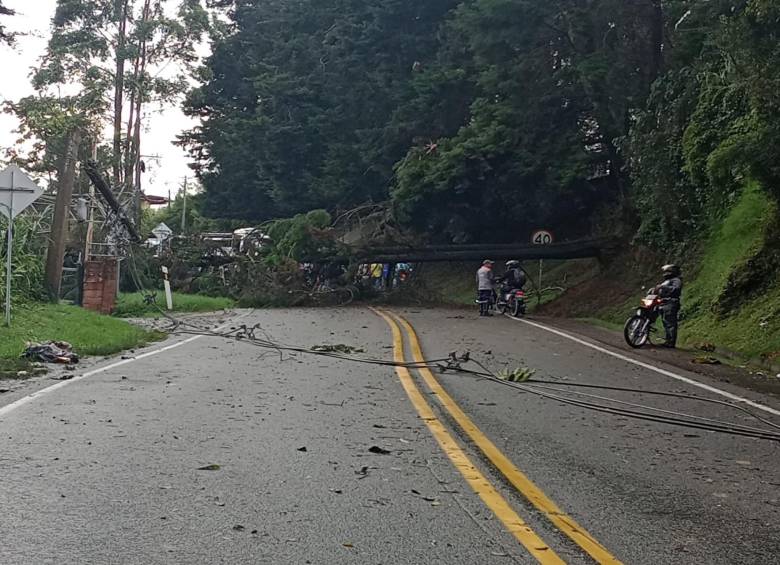 Así quedó la vía luego de la caída del árbol. FOTO: Cortesía