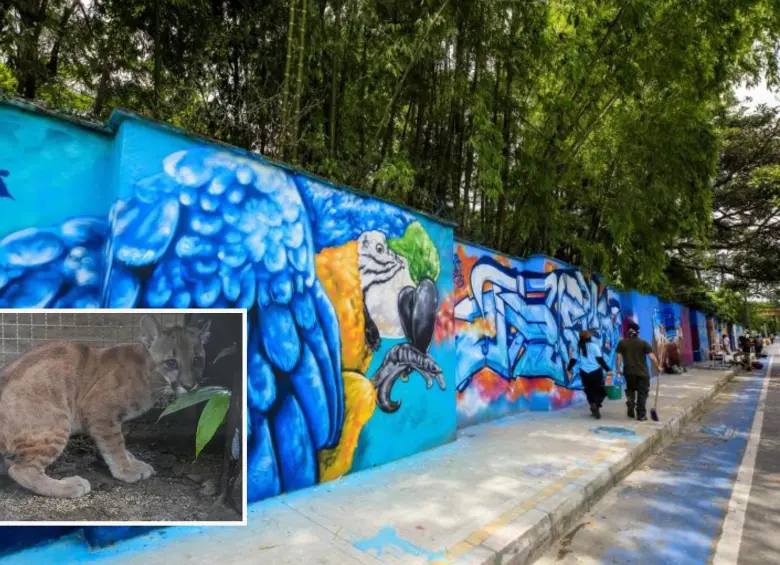 Adelante, uno de los pumas que ahora pasará al Parque de la Conservación. Atrás, fachada del espacio. Foto: Andrés Camilo Suárez Echeverry