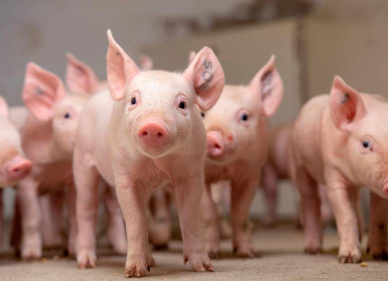 Sembrar propósito, cosechar futuro: el impacto positivo de Grupo Bios 