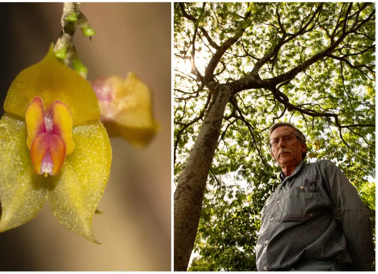 La nueva especie pertenece al género Lepanthes, uno de los grupos de orquídeas más diversos de los Andes tropicales, que reúne algunas de las flores más pequeñas del mundo. FOTOS CORTESÍA y Unal sede Medellín. 