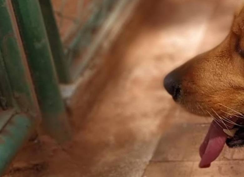 Horus murió este jueves en una veterinaria de Armenia, Quindío. FOTO: Cortesía Melissa Múnera Zambrano