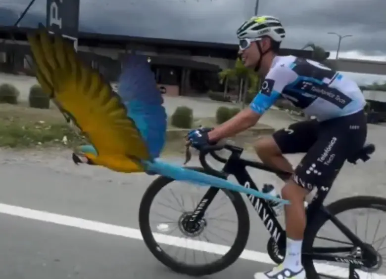 En medio del ataque le habrían arrancado dos plumas de su cola y le causaron lesiones de consideración. Foto: Captura de video/Redes Sociales. 