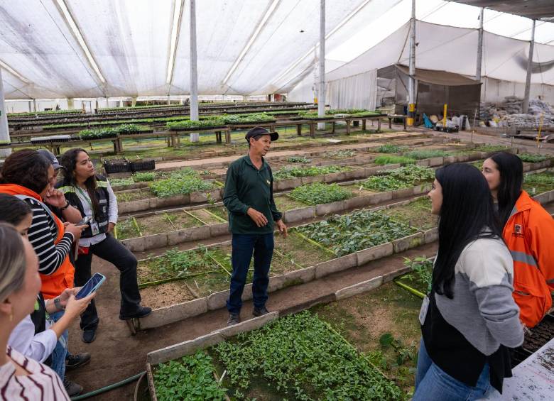 Los primeros 9.000 árboles que harán parte de la reposición arbórea del Metro de la 80 ya crecen en el vivero Tierra Negra, donde son cuidados y preparados antes de comenzar su siembra en el occidente de Medellín. Foto: Cortesía