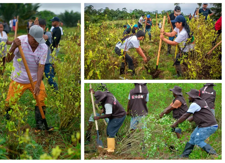 Estas fueron las imágenes que le mostró Petro a Trump. FOTO: MINJUSTICIA