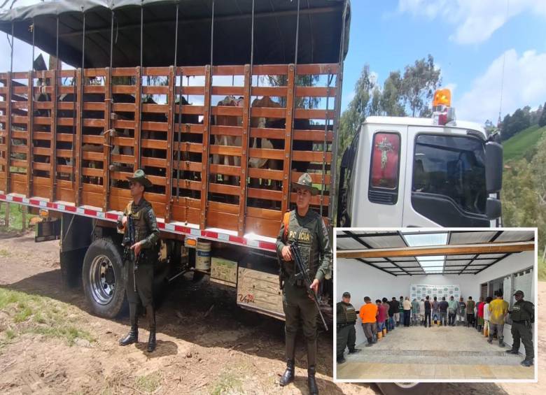 Adelante, los detenidos en Fredonia. Atrás, parte de las reses recuperadas en San Pedro de los Milagros. FOTO: Cortesía