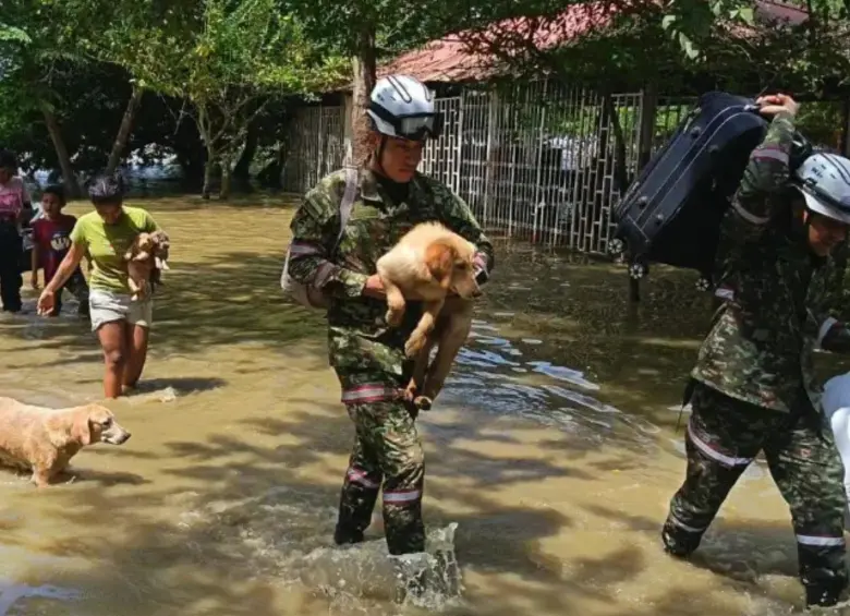 Las autoridades rescatando otros animales de las inundaciones. FOTO: Ejército Nacional