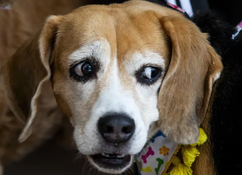 Los animales tendrán microchips para su registro, además de que se prohíbe las mutilaciones al menos que tengan prescripción médica. Foto: Julio César Herrera Echeverri.