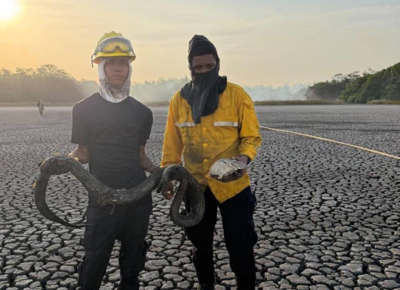 El incendio en el parque natural ha dejado terribles efectos en la fauna de la zona. Foto: Gobernación de Magdalena