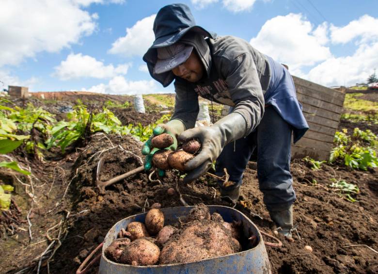 Según el Dane, el 41,2% de las áreas sembradas en Colombia corresponden a cultivos agroindustriales. Foto: Edwin Bustamante
