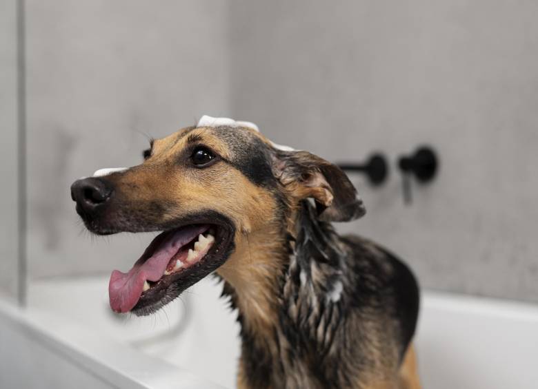 El baño excesivo en perros puede llevar a problemas en su piel. Foto: Freepik