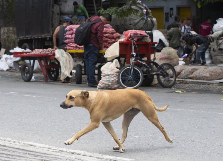 Imagen de referencia de un perro criollo en Medellín. Foto: Esneyder Gutiérrez