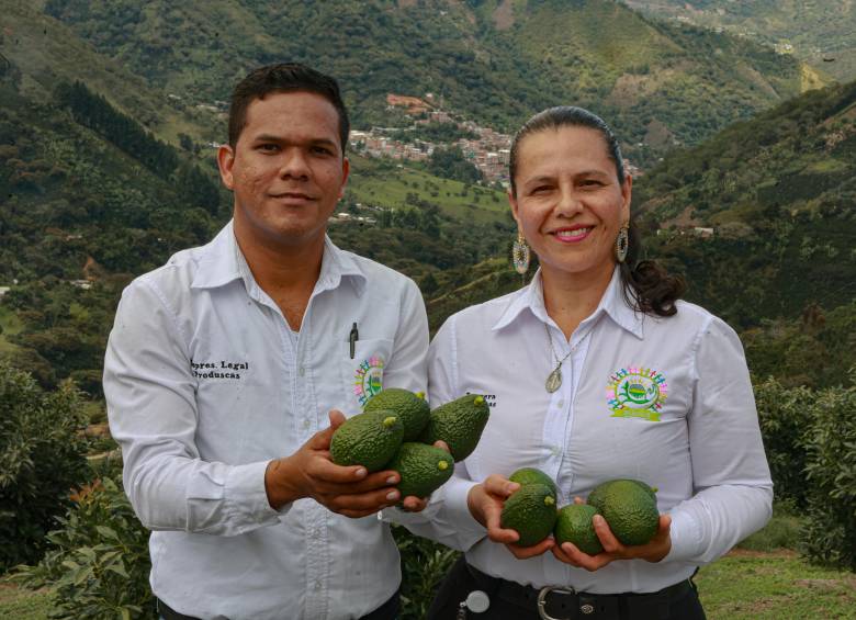 Nelsy y José, líderes de Produscas, en Caicedo. La Asociación transforma la vocación agrícola de los minifundios a través de la tecnificación. FOTO MANUEL SALDARRIAGA