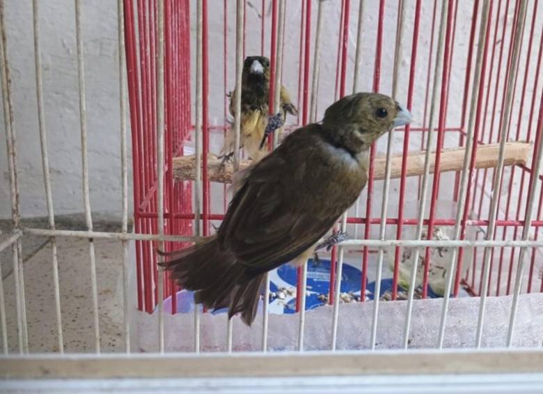 Dentro del lugar de incautación se encontraban más de 50 aves silvestres en precarias condiciones sanitarias, encerradas en diferentes jaulas y recipientes. FOTO: COLPRENSA
