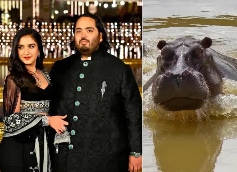 Anant Ambani se ofreció a recibir los 80 hipopótamos de Pablo Escobar en Colombia. ¿A dónde los llevará? FOTO: GETTY - JUAN ANTONIO SÁNCHEZ 