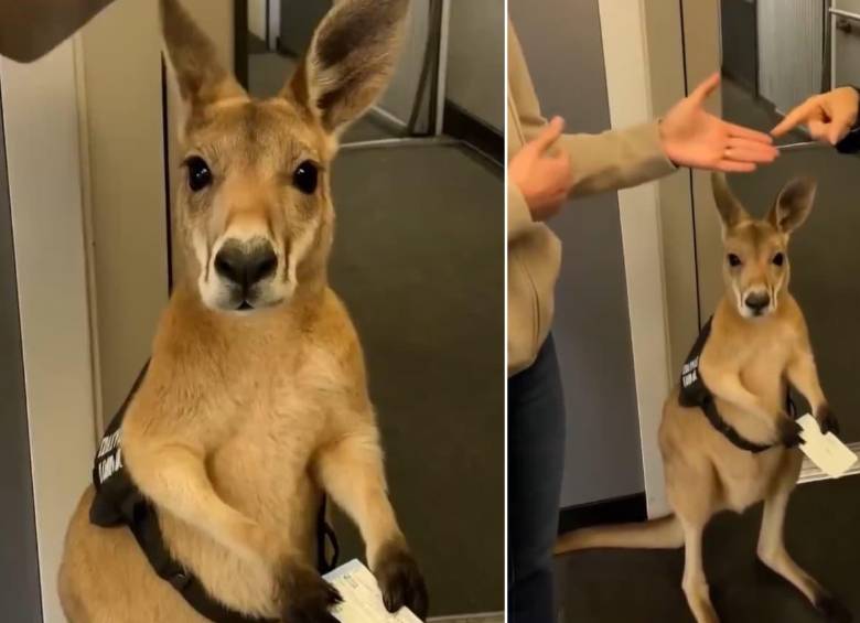 El canguro que se viralizó en redes sociales no era lo que parecía. FOTOS: Capturas de video