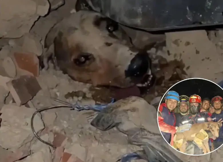 Un perro fue rescatado entre los escombros tras el terremoto en Venezuela. FOTO: Captura de video X @Mr_Civico
