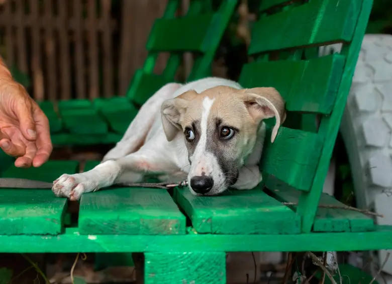 La Ley Ángel endurece las sanciones contra el maltrato animal en Colombia y ya permitió enviar a prisión al primer abusador sexual de una perrita. FOTO Depositphoto
