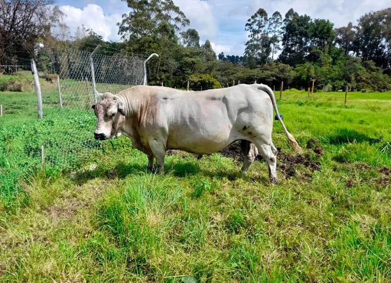 La historia del toro reproductor en Medellín que logró jubilarse tras una “pelea” jurídica de dos años