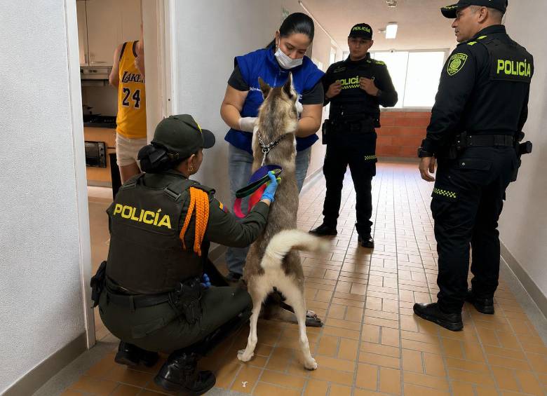 Tras la inspección a la vivienda del presunto agresor de perros, por parte de de la Inspección de Medio Ambiente, la Policía Ambiental y Alcaldía de Bello, determinaron iniciar un proceso judicial, en el marco de la Ley 2455 de 2025 (Ley Ángel). Foto: Cortesía