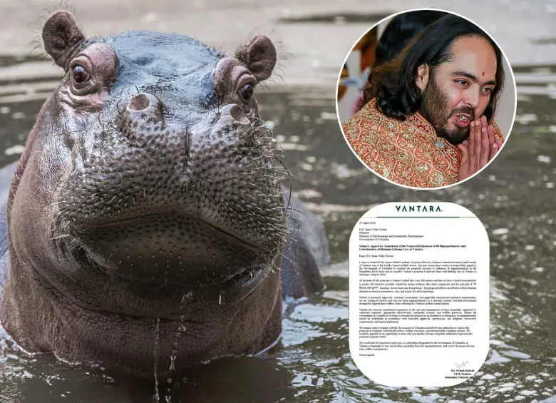 Esta fue la carta que envió el multimillonario Anant Ambani al Gobierno de Colombia para que frenen la eutanasia a 80 hipopótamos en el Magdalena Medio. FOTOS: ESNEYDER GUTIÉRREZ - AFP