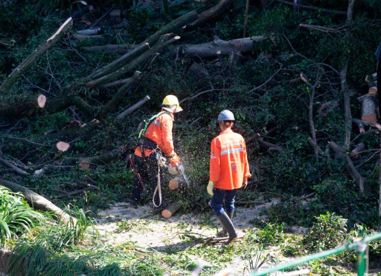 Los encargados de la tala de los árboles tuvieron que estar escoltados con personal de la Unidad Nacional de Diálogo y Mantenimiento del Orden (UNDMO). FOTO: ESNEYDER GUTIÉRREZ CARDONA