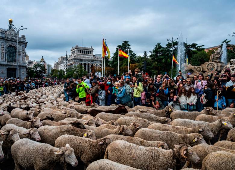 La Fiesta de la Trashumancia es un evento tradicional con miles de ovejas llenando las principales vías de la capital española. Foto Getty