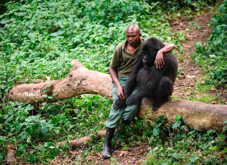 Ndakasi al lado de su cuidador y amigo de siempre, André Bauma compartian y se comunicaban con sonidos especiales. Foto: ONG Virunga