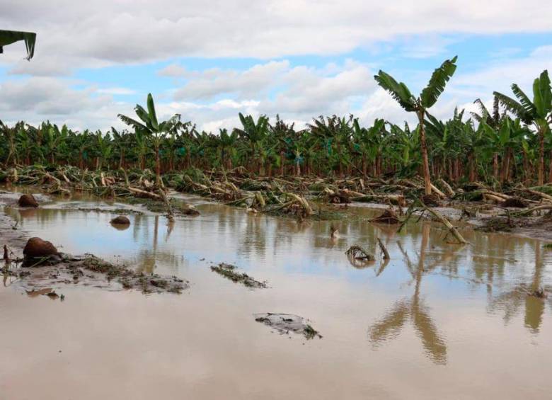 Las inundaciones causaron estragos en los cultivos de banano y plátano en la región y afectaron a más de 350 familias de tres municipios, informó el Dagran. FOTO CORTESÍA