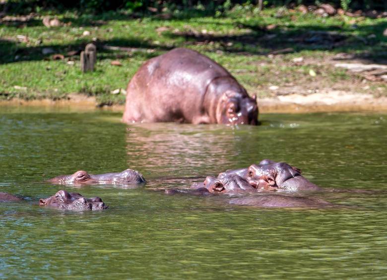 En el Magdalena Medio hay cerca de 140 hipopótamos libres. Foto: Juan Antonio Sánchez. 