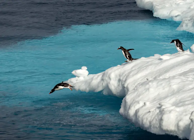 Alrededor de seis meses del año, Esteban se la pasa navegando por el mundo, aprendiendo y enseñando sobre la vida en las profundidades oceánicas. FOTO: ESTEBAN DUQUE