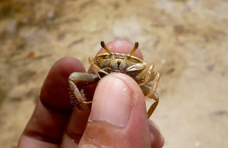 Hallazgo de la UdeA: cangrejos aceleran la fragmentación del plástico en manglares de Urabá