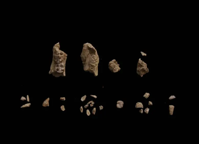 Fragmentos de BRT-VP-2/135 antes del ensamblaje. El espécimen se encontró en 29 piezas, de las cuales 27 fueron recuperadas mediante tamizado y recogida de la tierra tamizada. FOTO: Agencia SINC