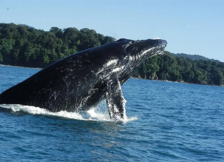 Avistamiento de ballenas en zonas como Nuquí y Bahía Solano. Foto: Colprensa