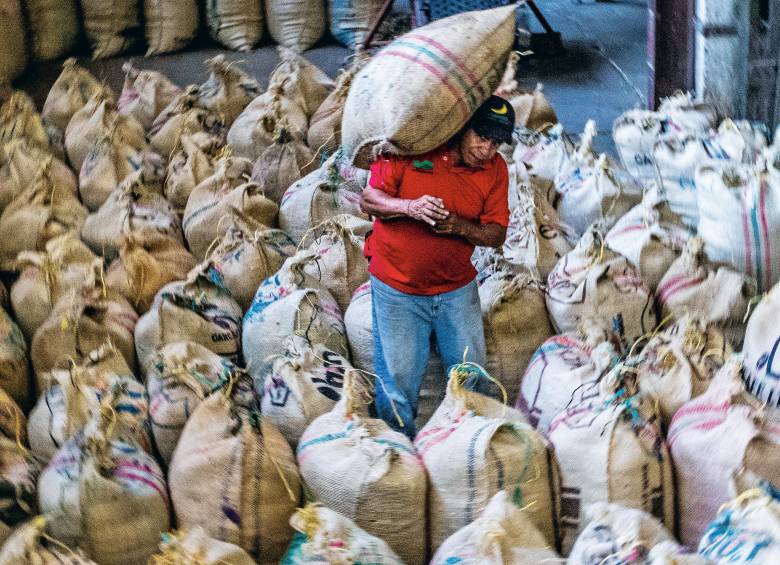 La actual situación hace pensar en 2023, año extremadamente lluvioso y con menos horas de luz de las necesarias, cuando los cafeteros recolectaron si acaso entre un 30% y un 40%. FOTO Julio César Herrera