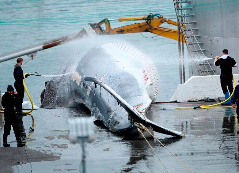 Islandia, al igual que Noruega y Japón, todavía practica la caza comercial de ballenas, a pesar de las críticas de activistas. FOTO: GETTY