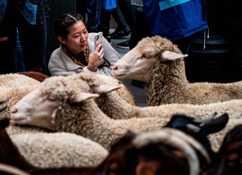 La Fiesta se celebra en Madrid desde 1994 para defender este tipo de pastoreo. Foto Getty