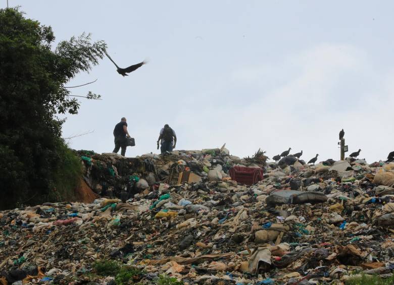 En múltiples municipios de Antioquia se buscan alternativas para reducir la presión sobre los rellenos sanitarios y aprovechar los residuos. FOTO JAIME PÉREZ