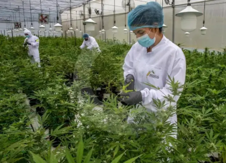 El proyecto no solo busca despenalizar el consumo, sino que blinda a las comunidades indígenas, afro y campesinas al reservarles el 70% de las licencias de cultivo. FOTO: Juan Antonio Sánchez 