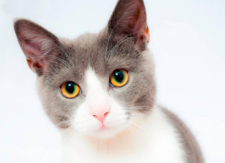 Considerados los animales de compañía más queridos por los humanos, los pequeños felinos tienen tres días en el año que celebran su existencia. Foto: Pixabay. 