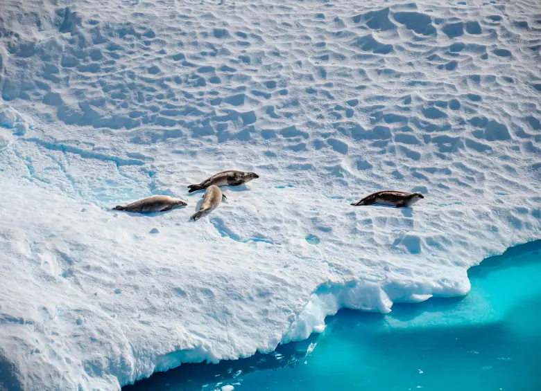 La Antártida, con su vasto silencio electromagnético y kilómetros de hielo intacto, se ha convertido en uno de los pocos lugares del planeta capaces de revelar señales cósmicas que escapan a toda explicación conocida. FOTO Pixabay