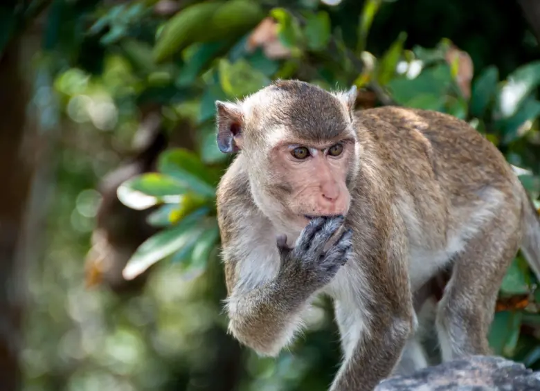 Un mono rhesus (imagen de referencia) se fugó luego del volcamiento de un camión en Misisipi, Estados Unidos. Foto: Getty Images